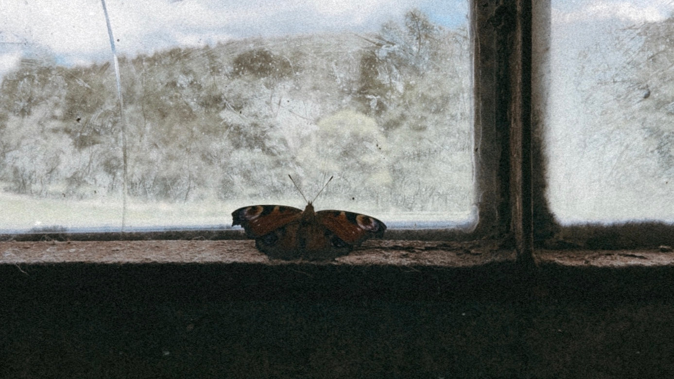 mariposa