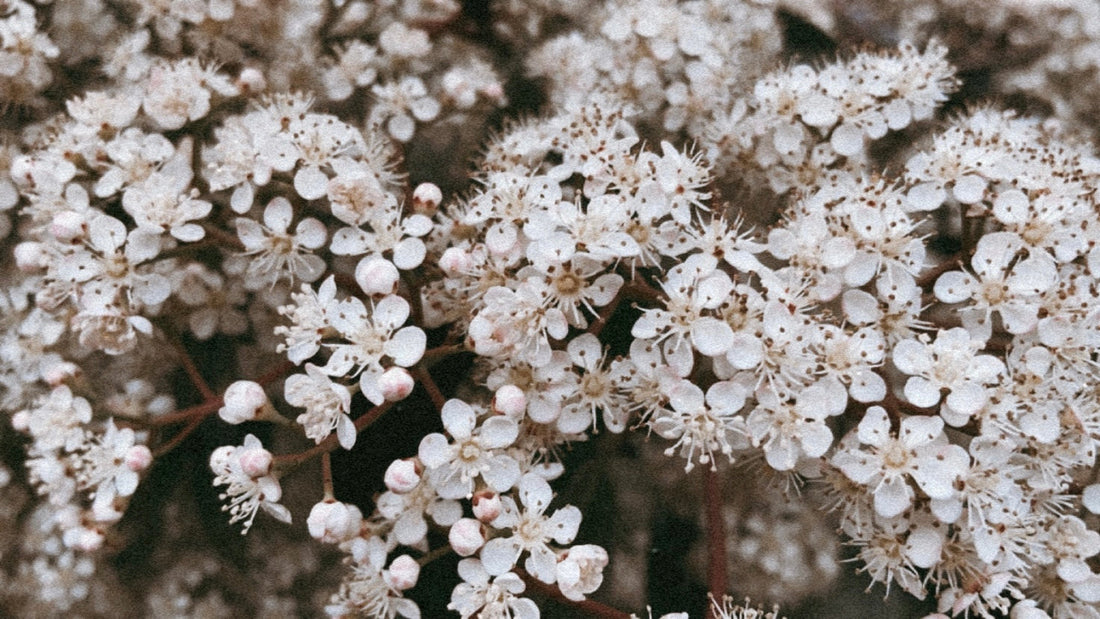 la belleza de una flor