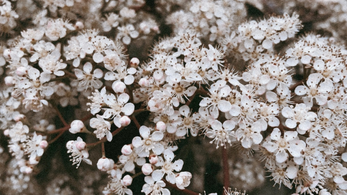 la belleza de una flor