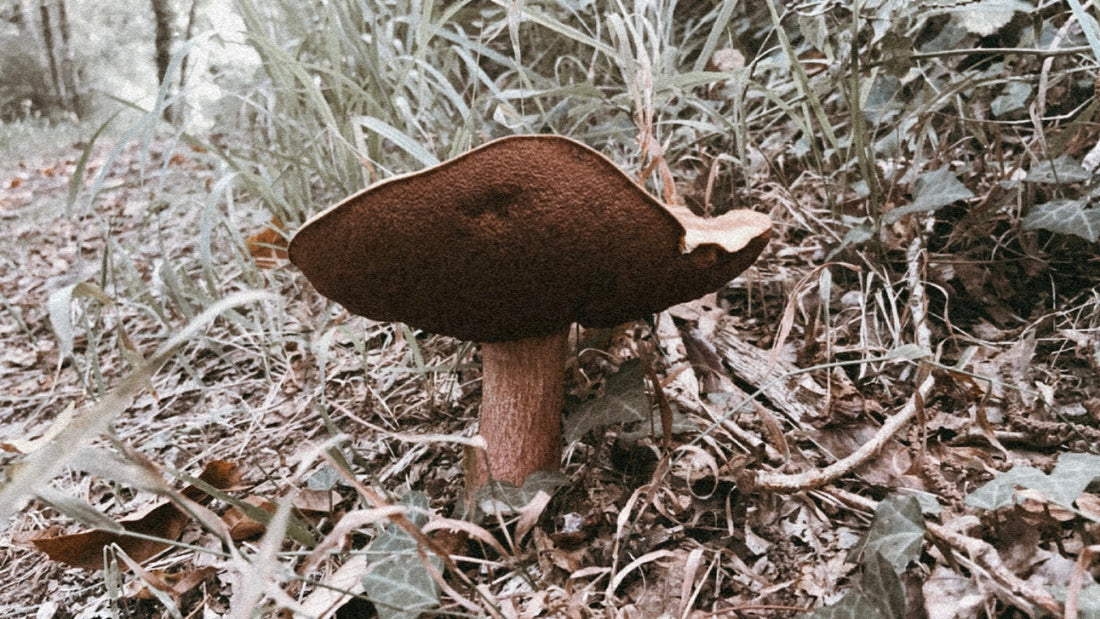 tesoros de la naturaleza