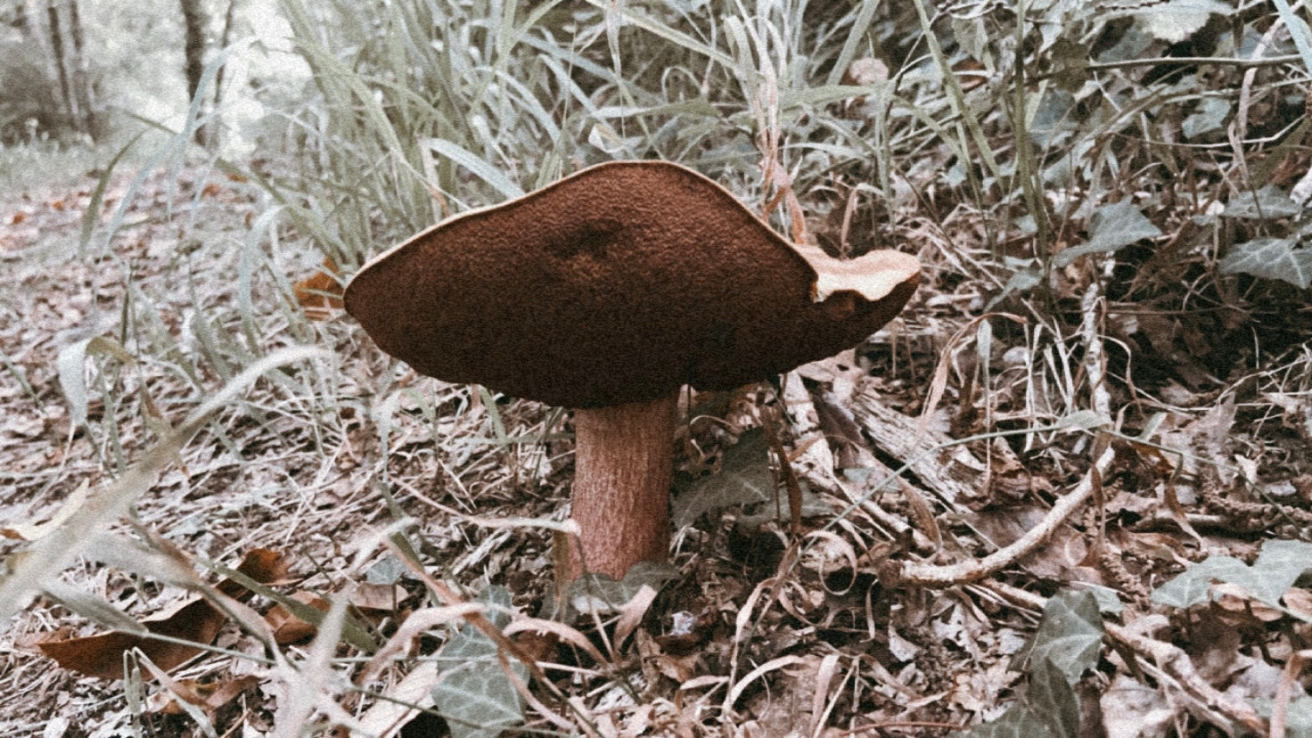tesoros de la naturaleza