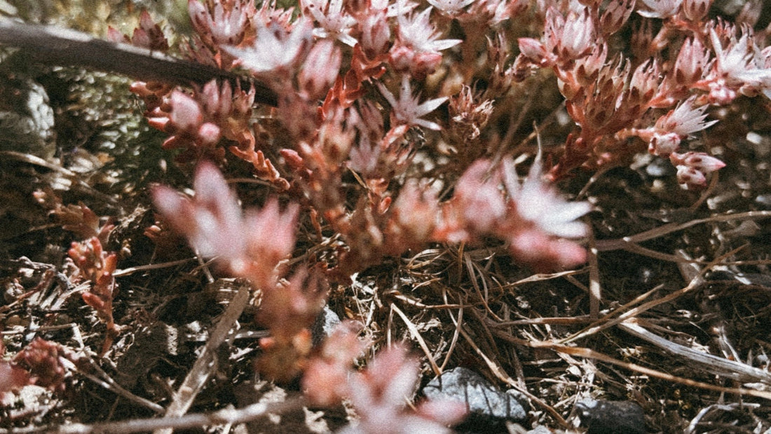 coral de tierra