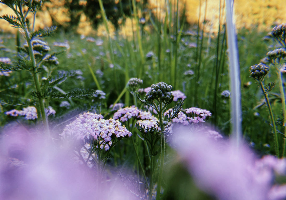 violeta
