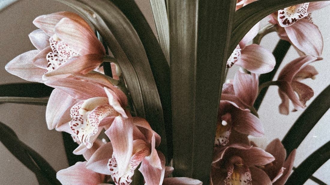 mis primeras orquídeas