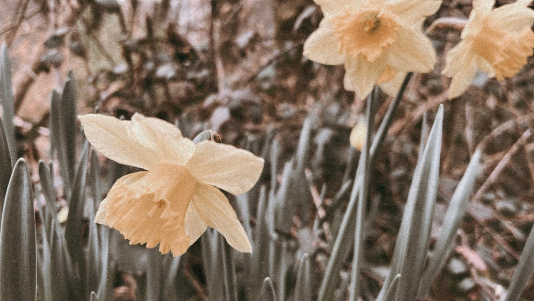 campanillas silvestres