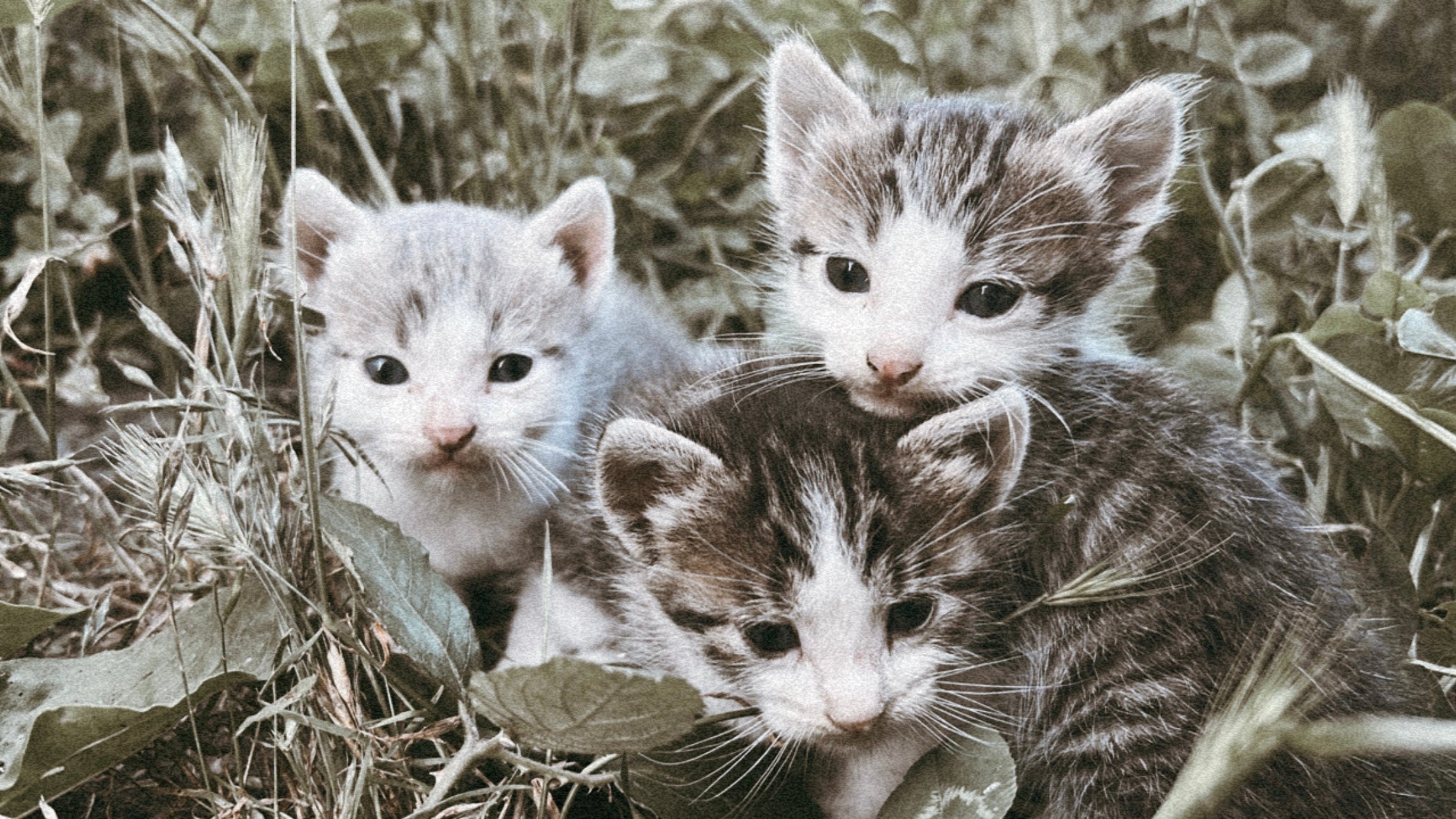 los gatitos de valle