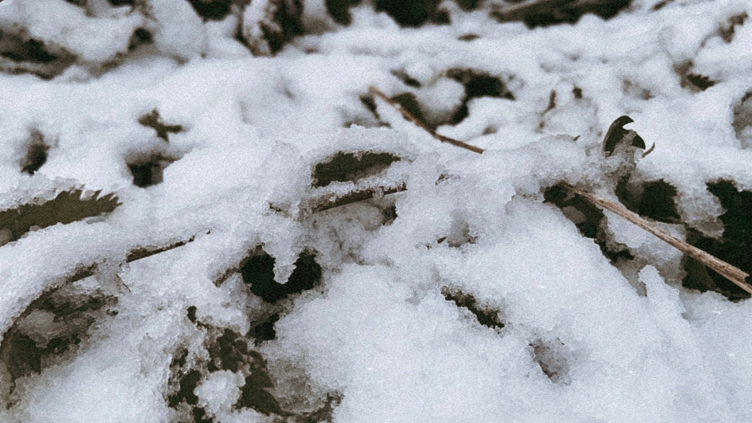 la suavidad de la nieve