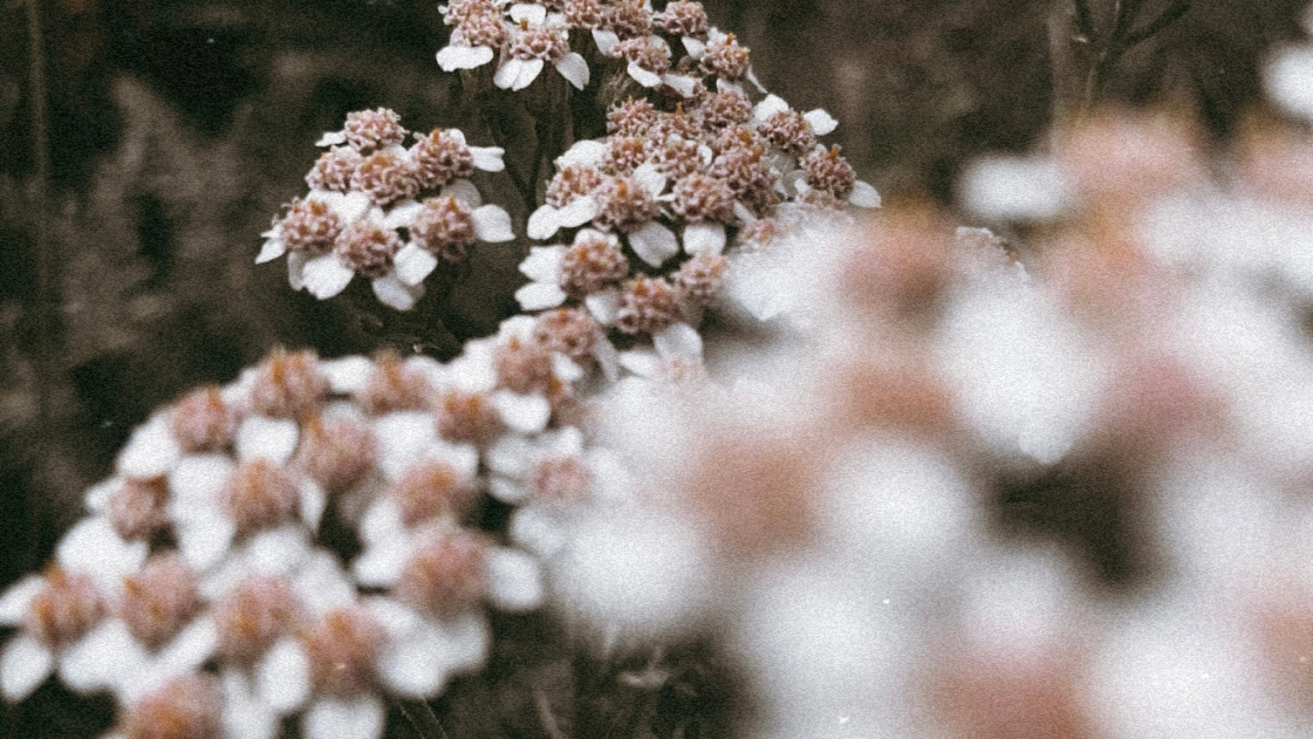 las flores silvestres