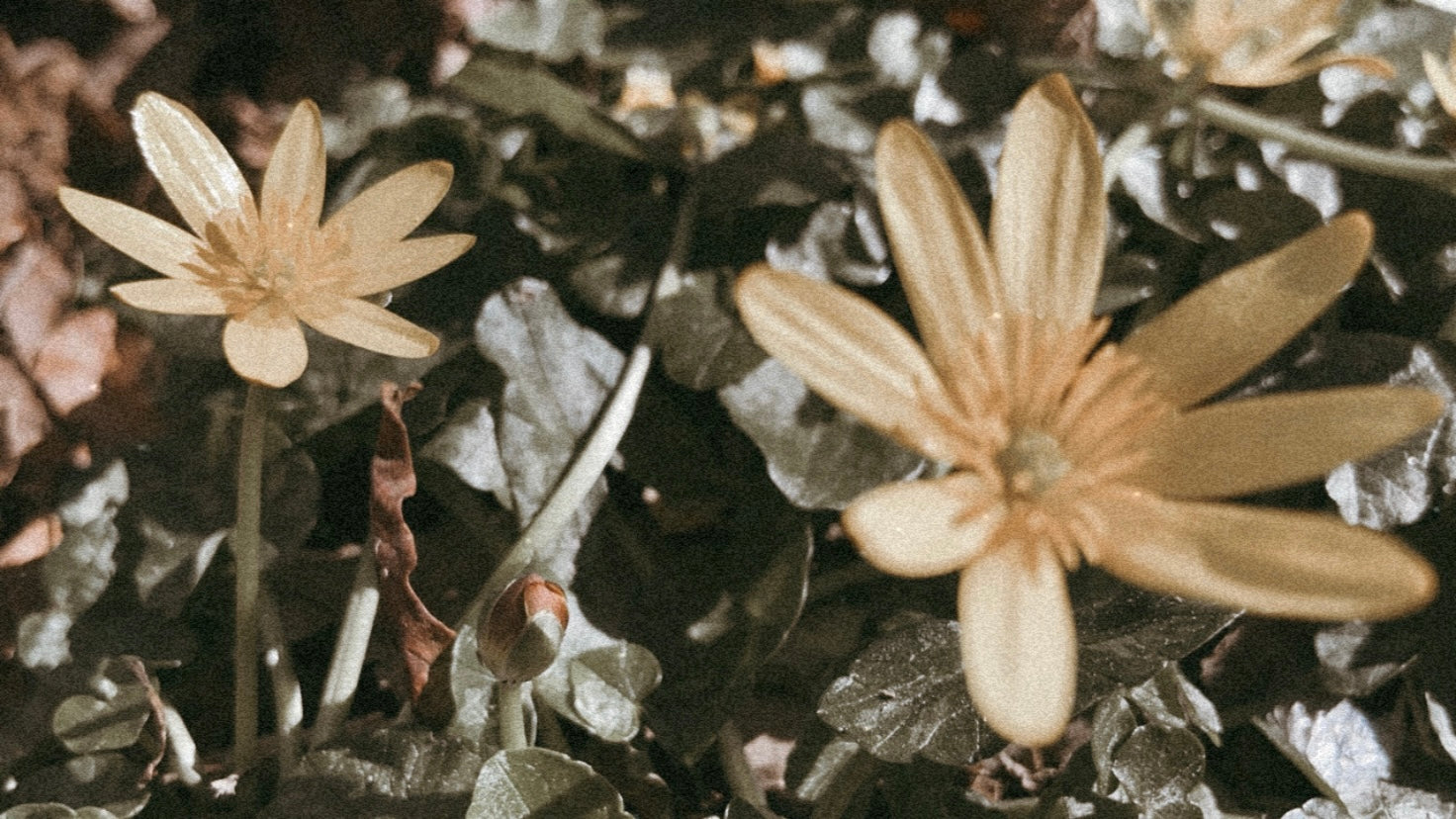 amarillas