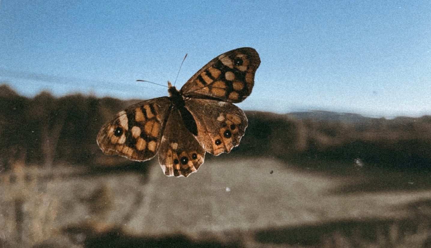 la mariposa en mi ventana