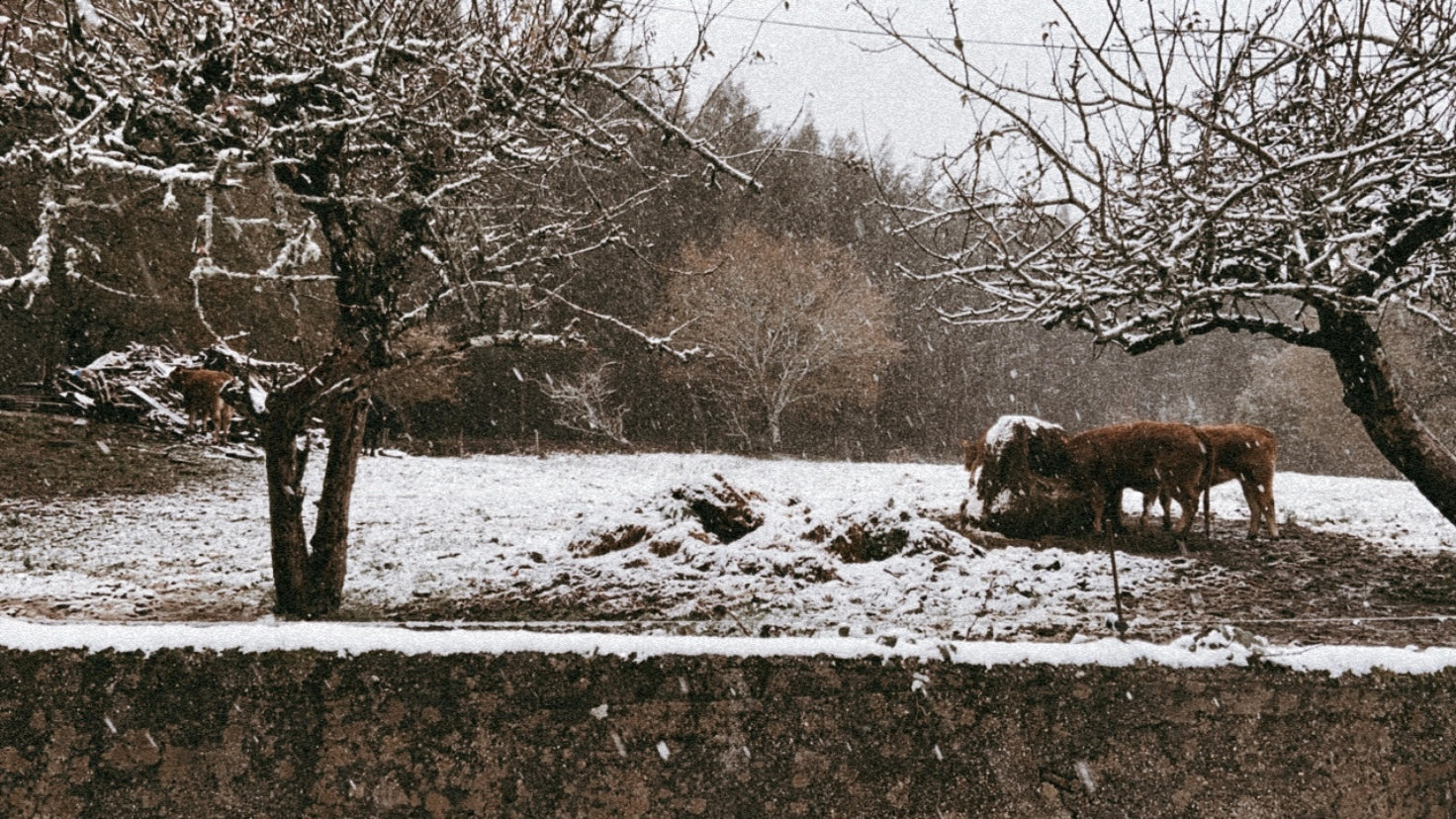 nevando