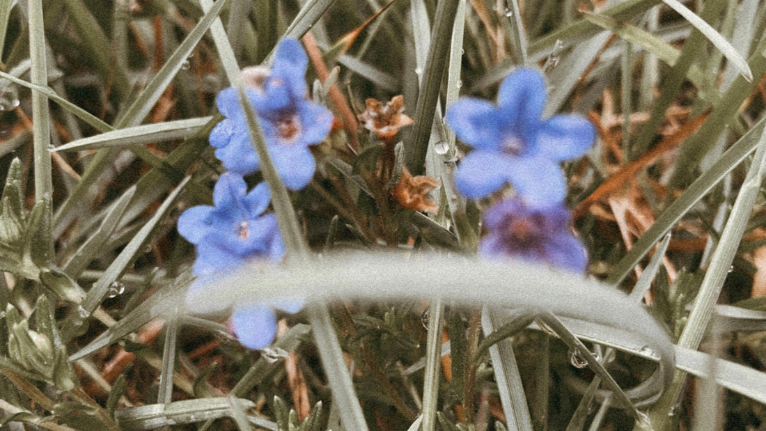 una brisa de lluvia