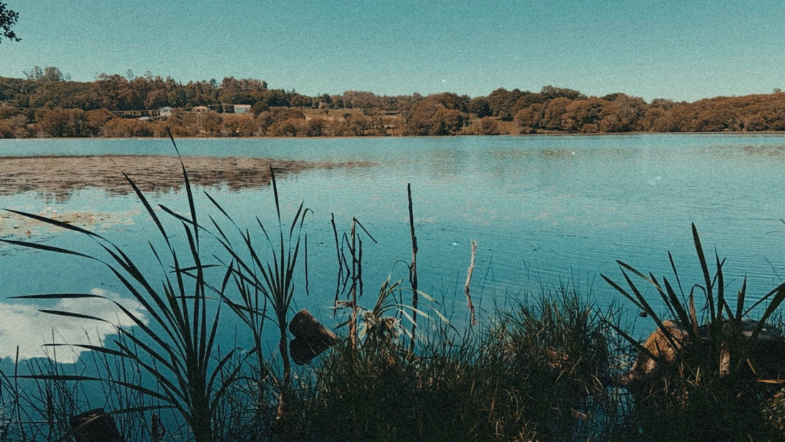 el sonido de las ranas