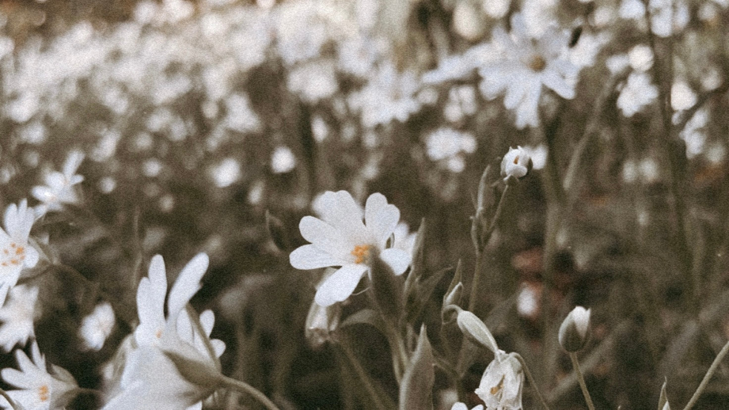 un camino de flores