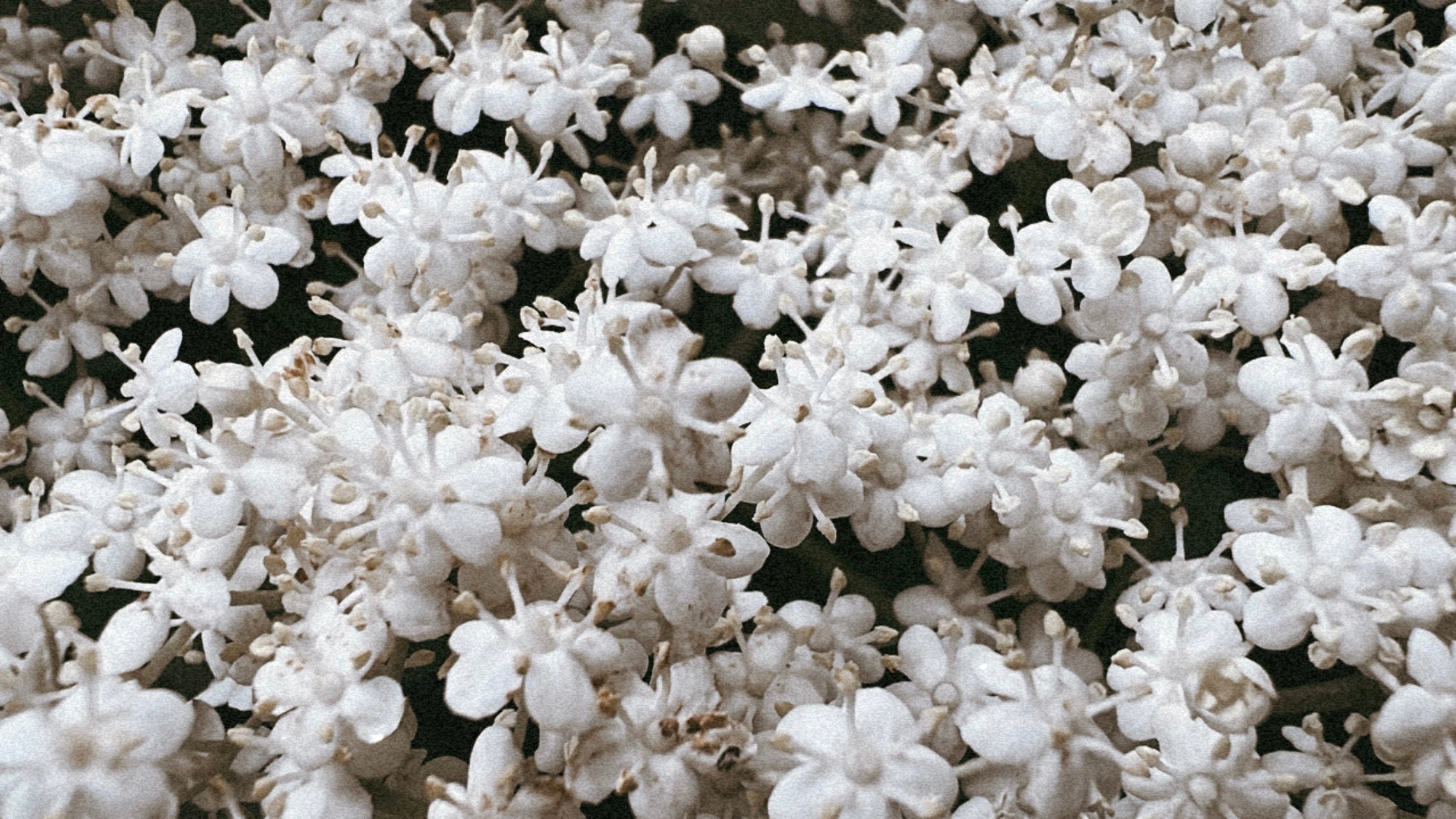 la flor del sabugo