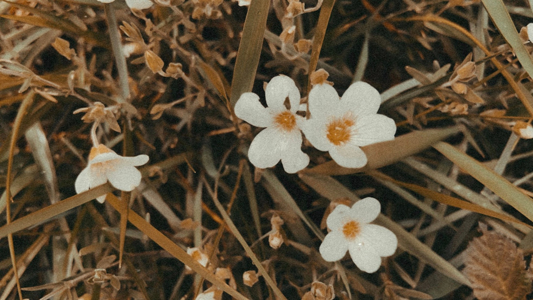 los colores del otoño en la primavera